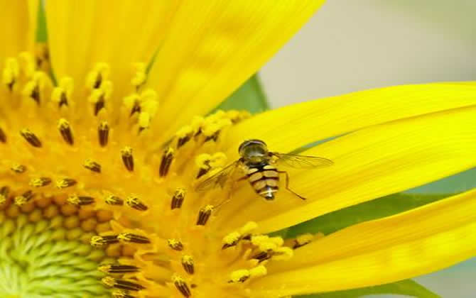 蜜蜂养殖技术之秋季蜂群管理技巧