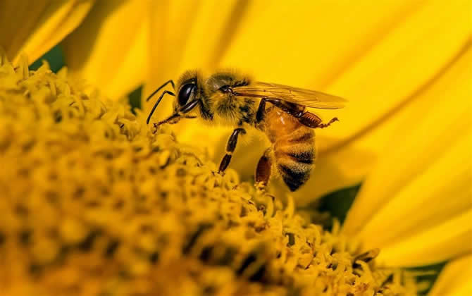 蜜蜂养殖技术之秋季蜂群管理技巧