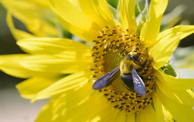 蜜蜂养殖技术之秋季蜂群管理技巧