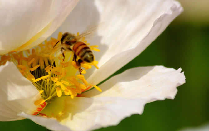 蜜蜂酿蜜