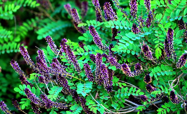 东北蜜源植物种类（东北蜜源植物一年先后顺序）