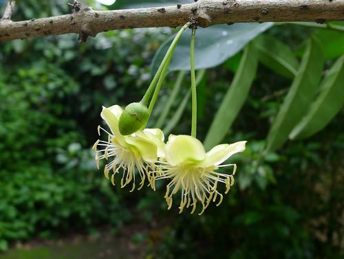 东北蜜源植物种类（东北蜜源植物一年先后顺序）