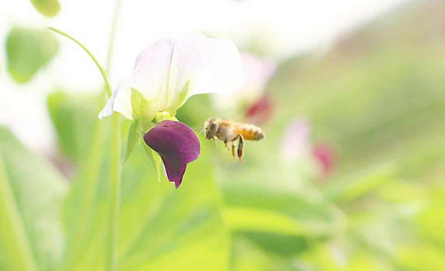 蜜蜂都吃什么食物?