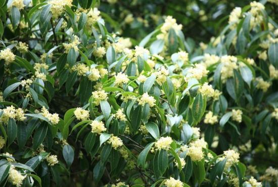 桂花树有蜜源吗（桂花树蜜源植物介绍）