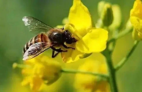 平湖浆蜂意蜂盗性强吗