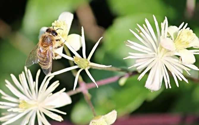 蜂王交尾不成功会飞吗（蜂王出去交几次尾能成功）