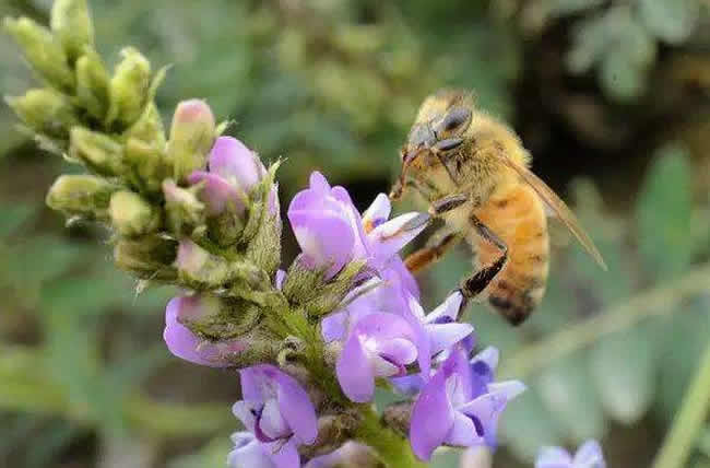 为什么有的蜂群有蜂蜜有的却没有？