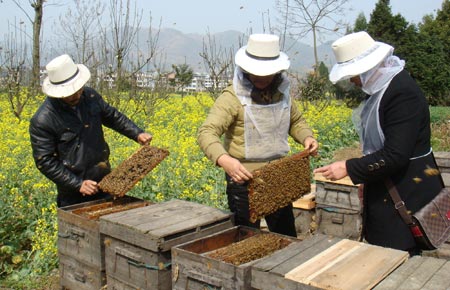 老式木桶养蜂怎么人工分蜂（木桶养蜂，如何进行人工分蜂）