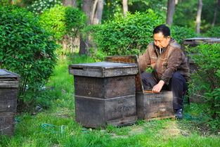 老式木桶养蜂怎么人工分蜂（木桶养蜂，如何进行人工分蜂）