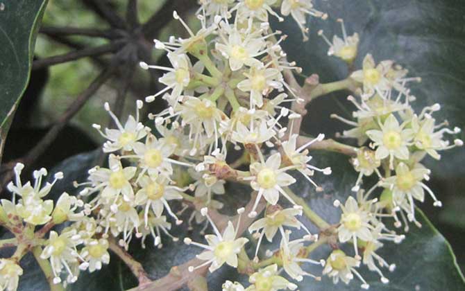 广东鸭脚木蜜什么时候开花（鸭脚木什么时候开花）