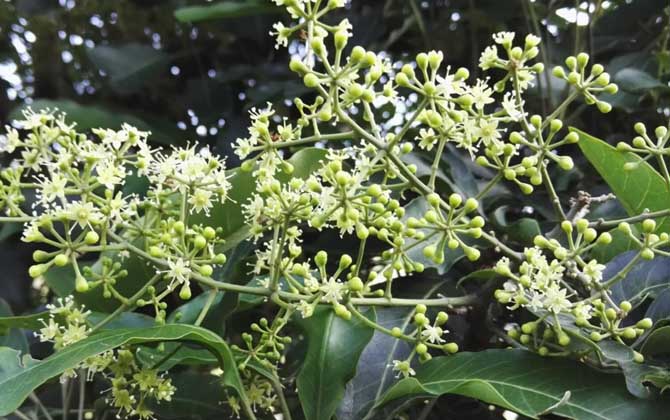 广东鸭脚木蜜什么时候开花（鸭脚木什么时候开花）