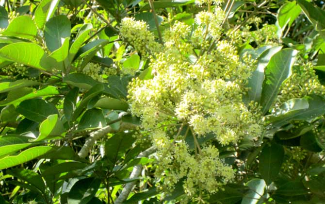 广东鸭脚木蜜什么时候开花（鸭脚木什么时候开花）