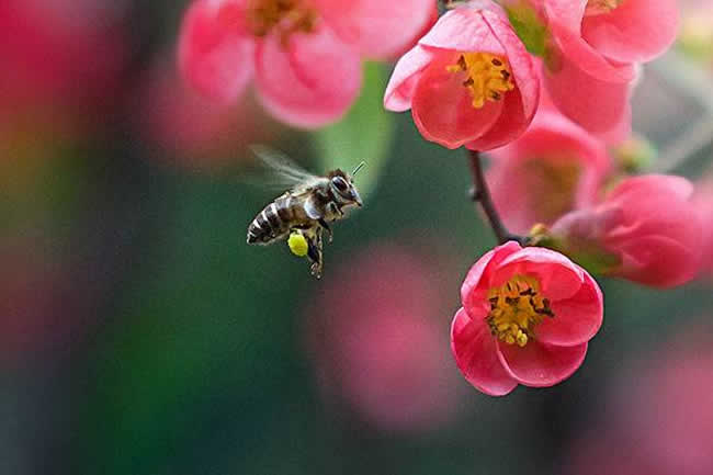 【蜜蜂知识】蜜蜂采蜜对花有什么好处？