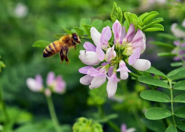 赞美蜜蜂的诗词