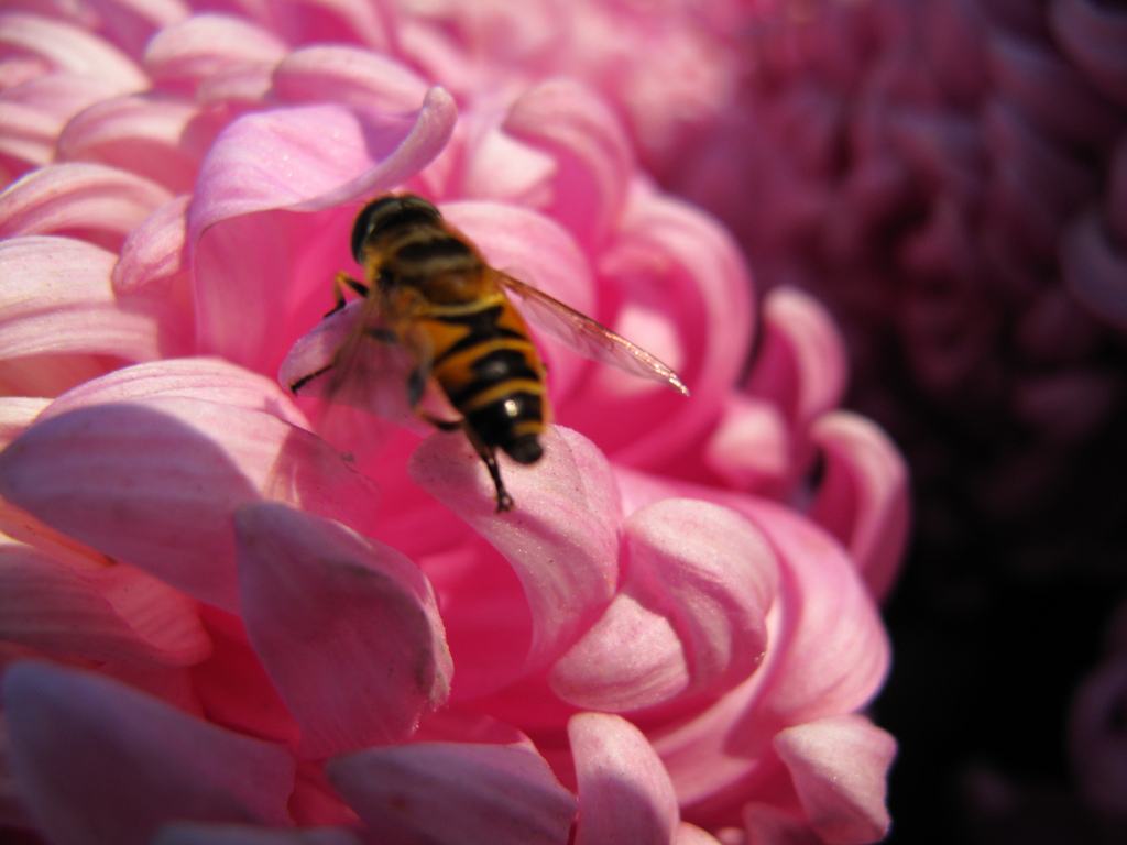 蜜蜂来家里是福还是祸?