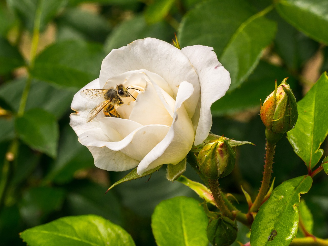 买蜜蜂大概多少钱一箱（2021年蜜蜂价格）