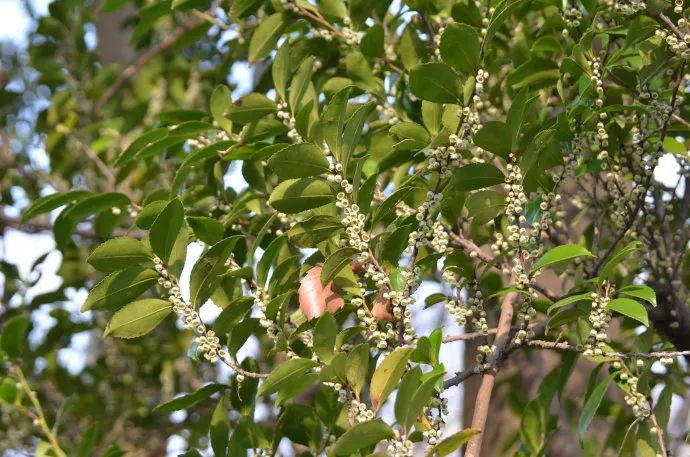 野桂花蜜有蜜吗（野桂花蜜的功效与作用）