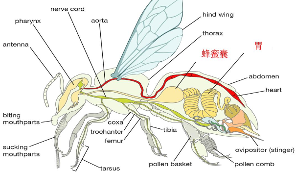 蜂蜜是蜜蜂吐出来还是拉出来的（蜜蜂产蜜过程详解）