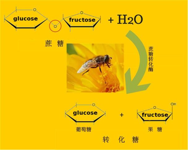 蜂蜜是蜜蜂吐出来还是拉出来的（蜜蜂产蜜过程详解）