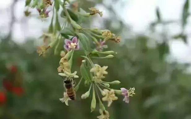 蜜蜂巢虫如何防治