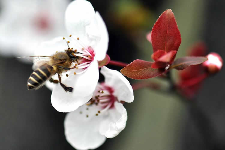 蜜蜂的资料有哪些内容？