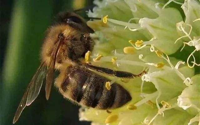 蜜蜂孢子虫病如何防治？