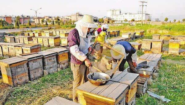 蜜蜂为什么弃巢逃跑（蜜蜂逃跑的原因）