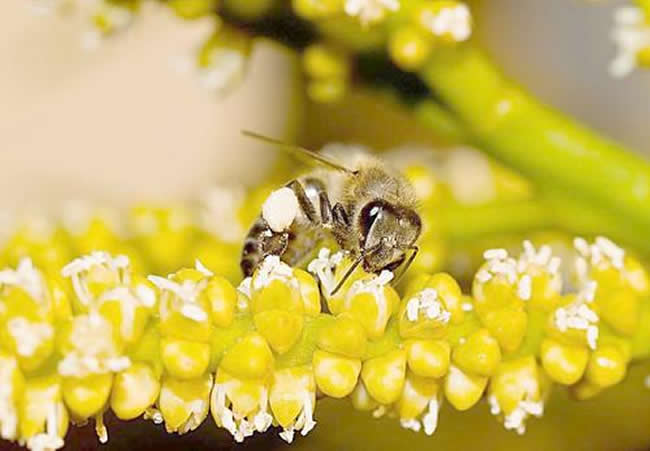 天气冷了蜜蜂怎样管理？