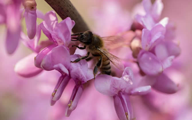 工蜂