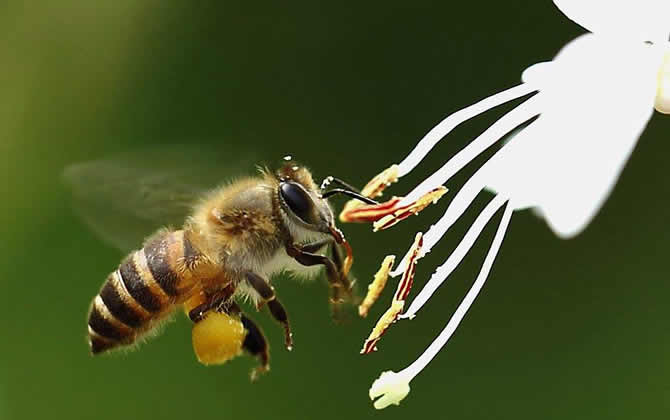 蜜蜂和蚂蚁