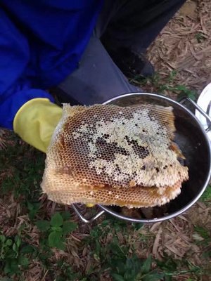 蜂蜜分哪几种（蜂蜜种类划分方式）