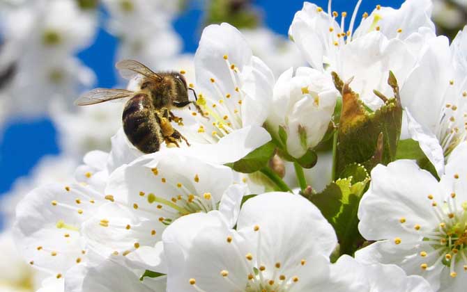 蜜蜂怎么养