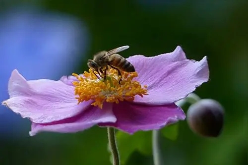 蜜蜂过箱不产卵