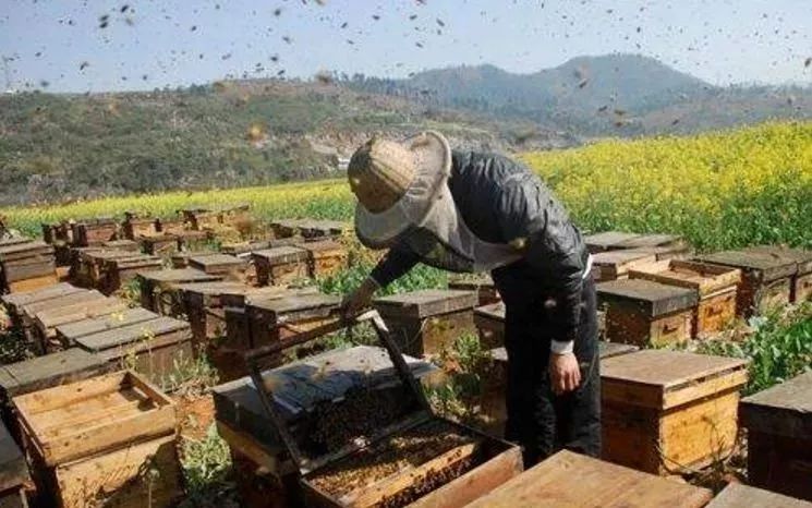 梦到养蜜蜂和养蜂场是什么意思（梦见养蜜蜂）