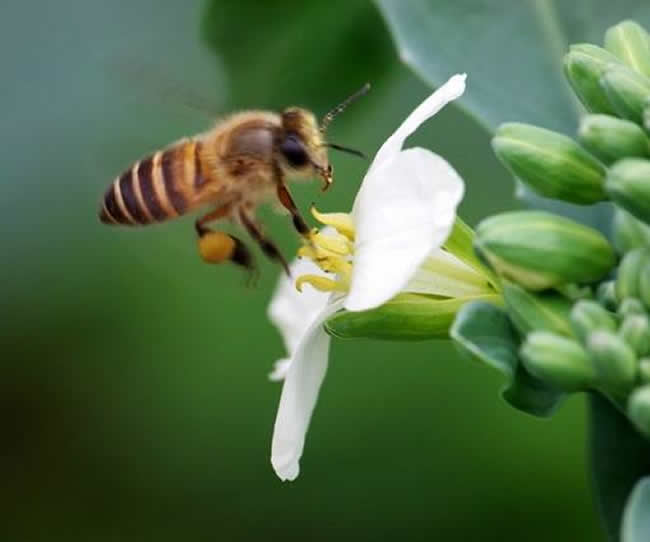 意大利蜂的优缺点