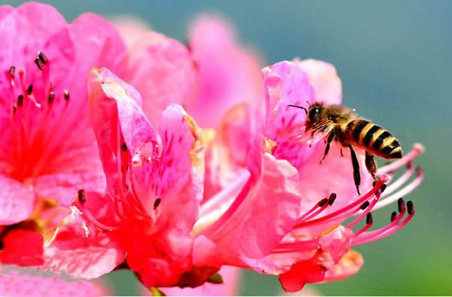 【蜜蜂知识】中华蜜蜂在哪里分布？