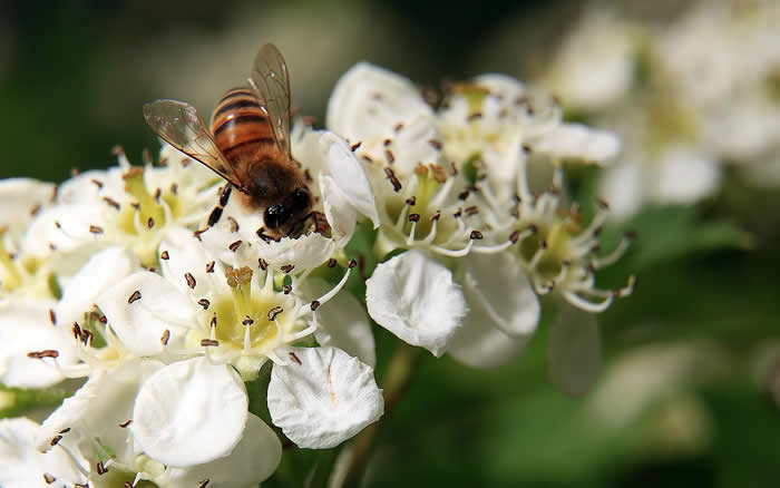 【蜜蜂知识】中华蜜蜂在哪里分布？