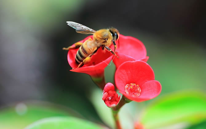 蜜蜂酿蜜