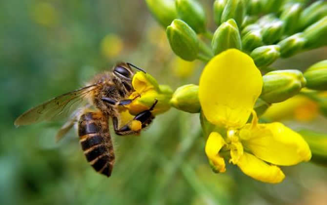 蜜蜂酿蜜