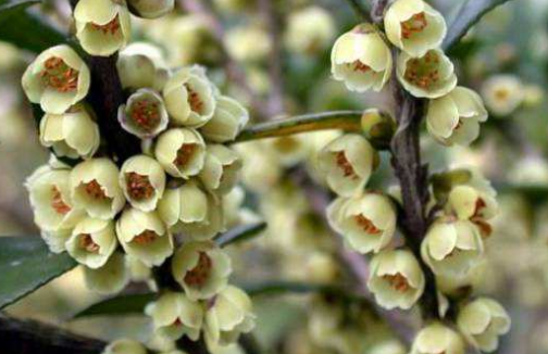 野桂花蜜是什么样的（桂花蜜来源及蜜源介绍）