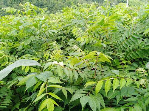 东北蜜源植物有哪些（东北常见的五种野生蜜源植物）