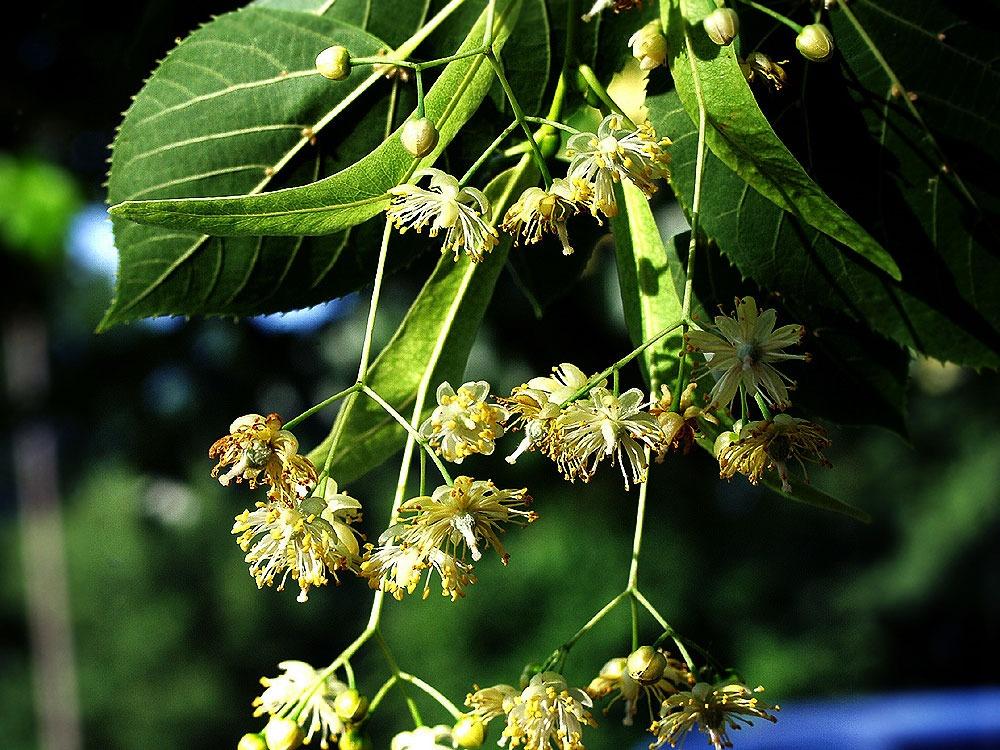 东北蜜源植物有哪些（东北常见的五种野生蜜源植物）