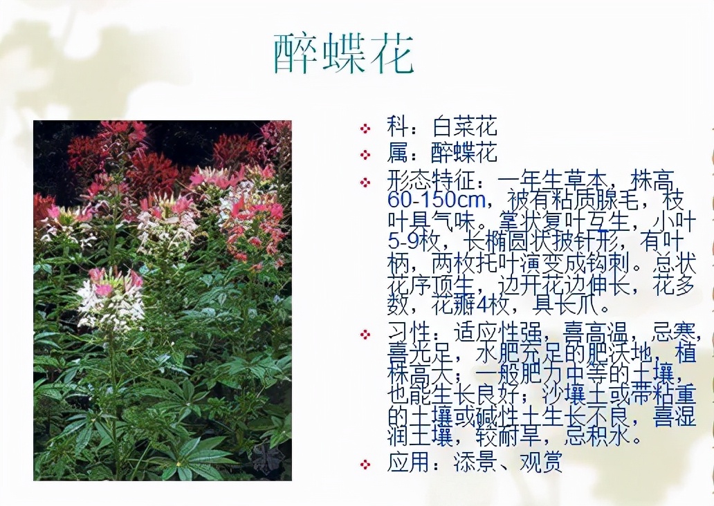 植物品种名称大全（最常见的800种景观观花植物，附植物习性种植）