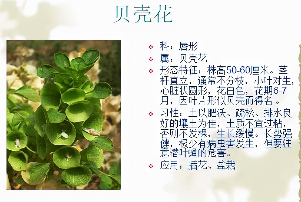 植物品种名称大全（最常见的800种景观观花植物，附植物习性种植）