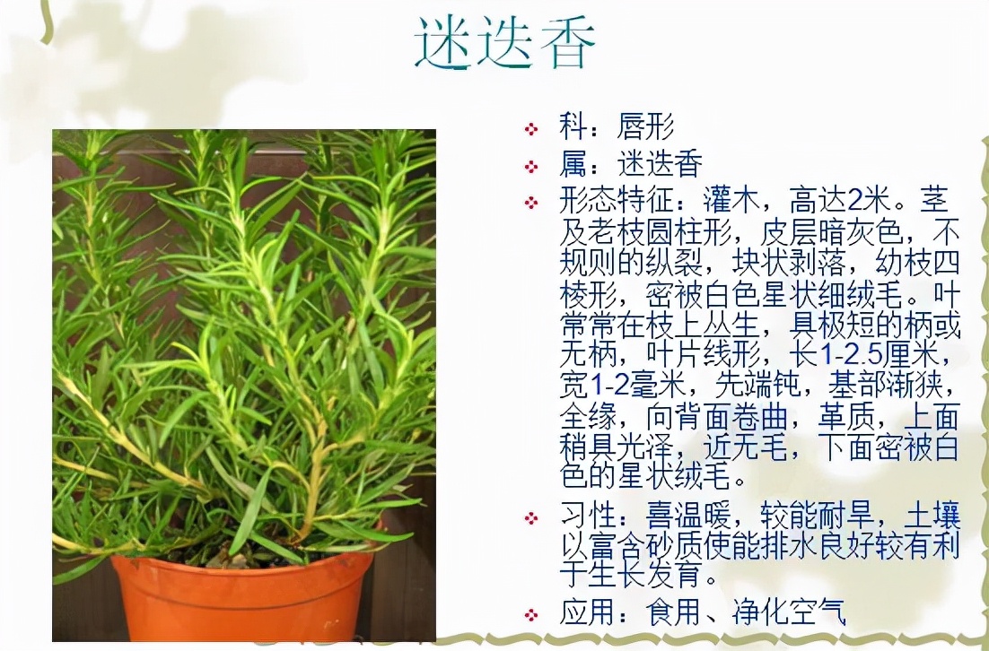 植物品种名称大全（最常见的800种景观观花植物，附植物习性种植）