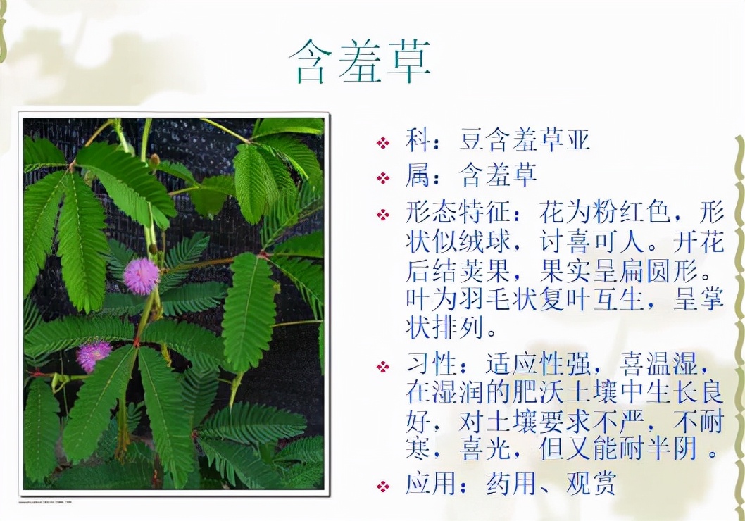 植物品种名称大全（最常见的800种景观观花植物，附植物习性种植）