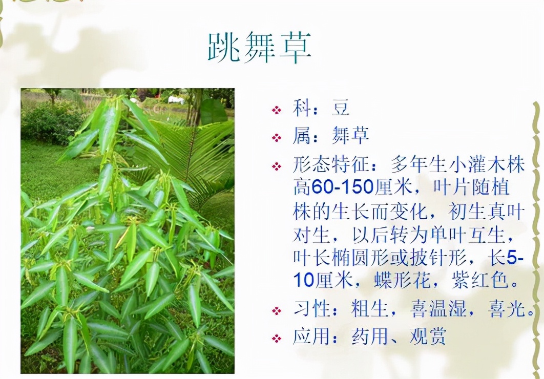 植物品种名称大全（最常见的800种景观观花植物，附植物习性种植）