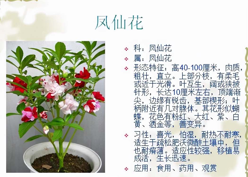 植物品种名称大全（最常见的800种景观观花植物，附植物习性种植）