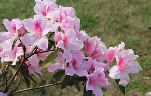  杜鹃花什么时候开花（杜鹃花的开花时间）