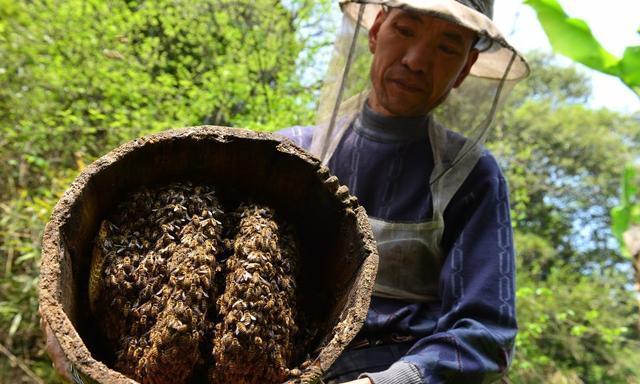 胡蜂养殖大棚怎样建才好用（一种组合式胡蜂养殖大棚的制作方法）